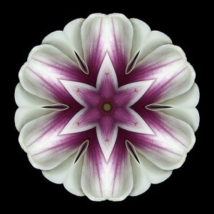 flower_mandala_3